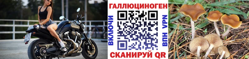 Псилоцибиновые грибы GOLDEN TEACHER Александровск